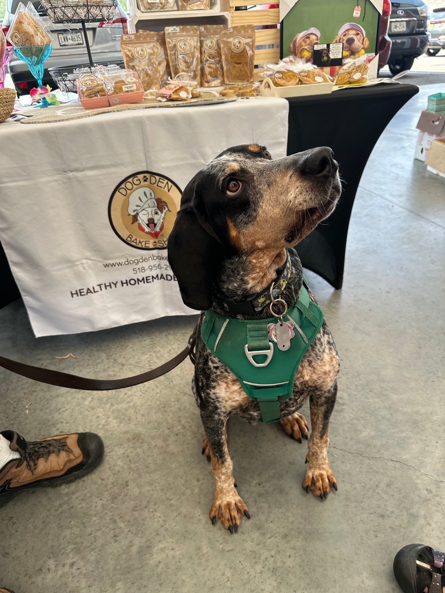 Coonhound Cookie