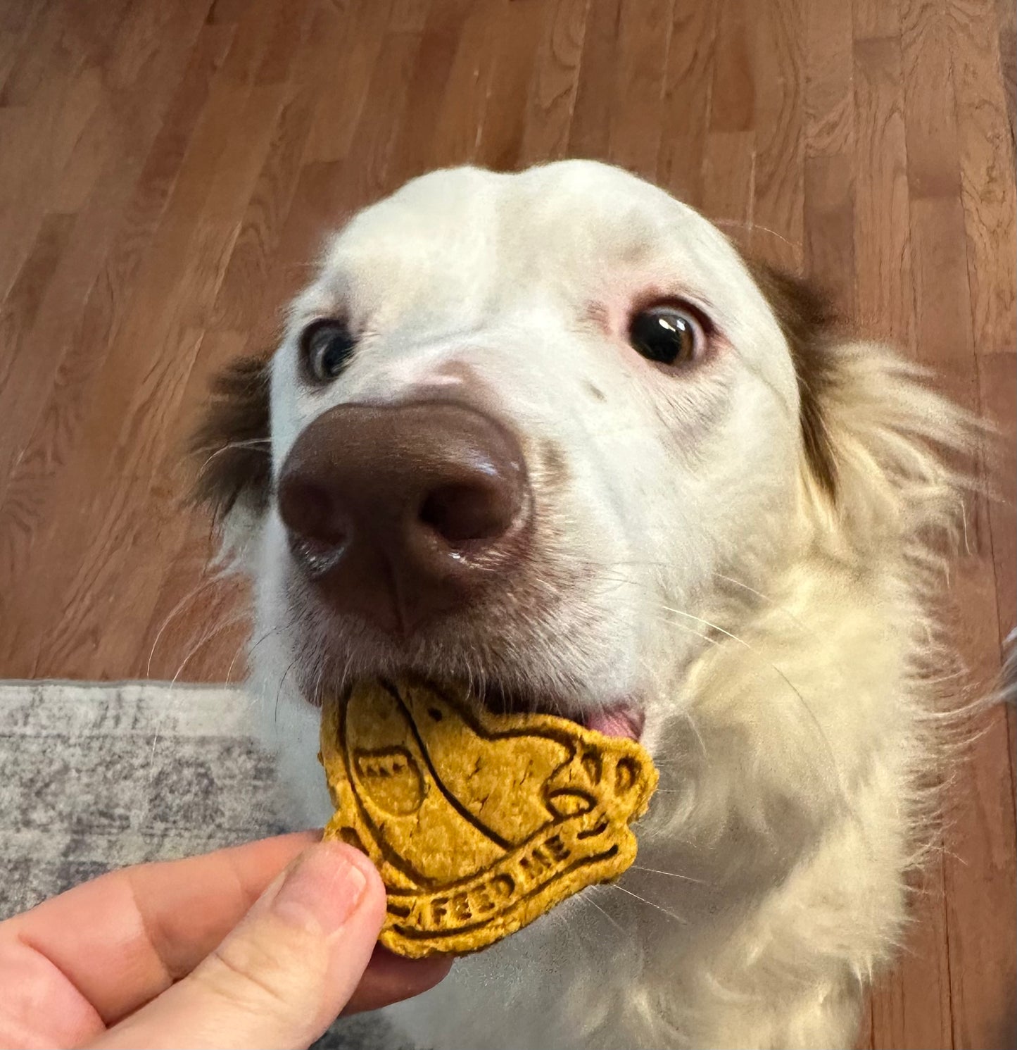 Barks For Sharks Treat Bundle