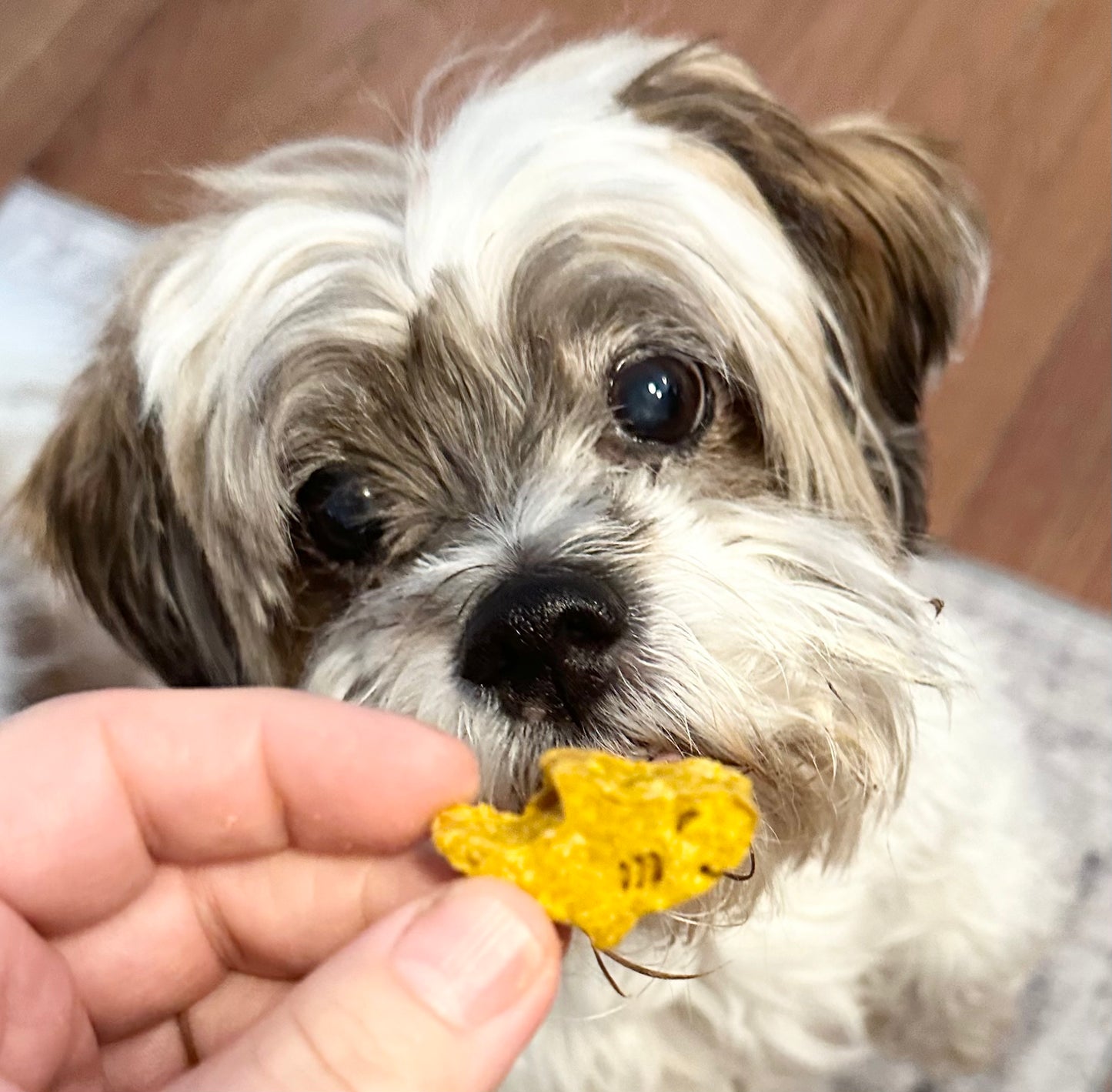 Baby Shark Treats