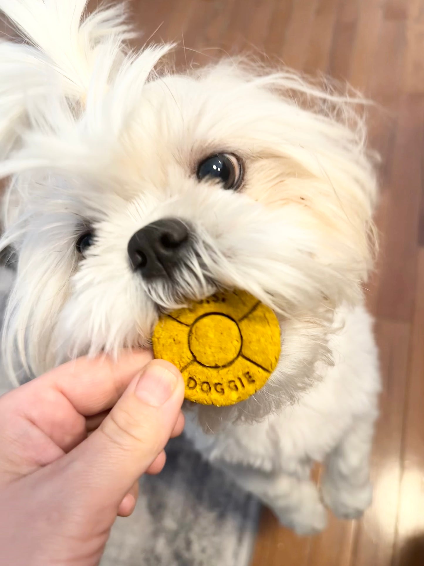 "Bark Week" Boat Life Preserver Ring Cookie