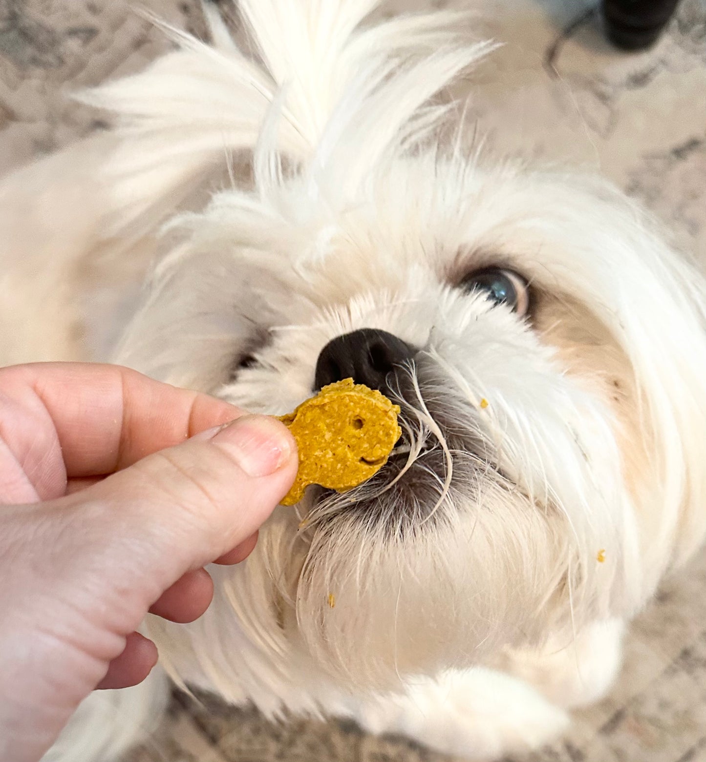 Fishy Bites Dog Treats