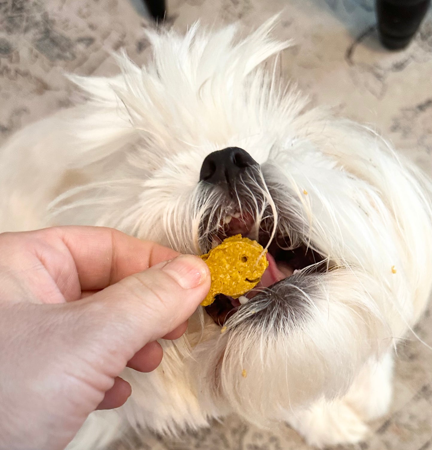 Fishy Bites Dog Treats