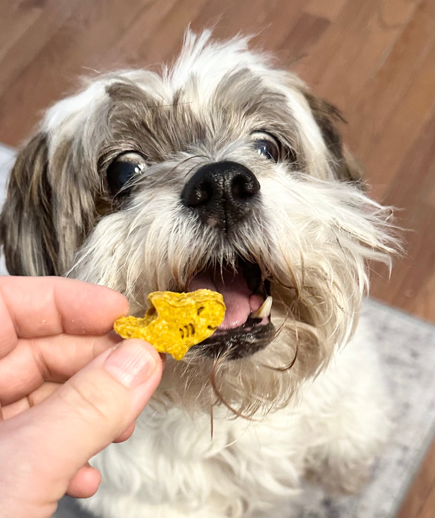 Baby Shark Treats